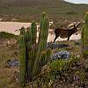 Donkey on cactus