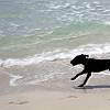 Dog running on playa Mijorn