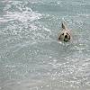 Dog swimming on Playa El Mijorn