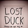 Lost Duck